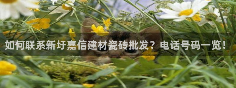 杏鑫平台代理