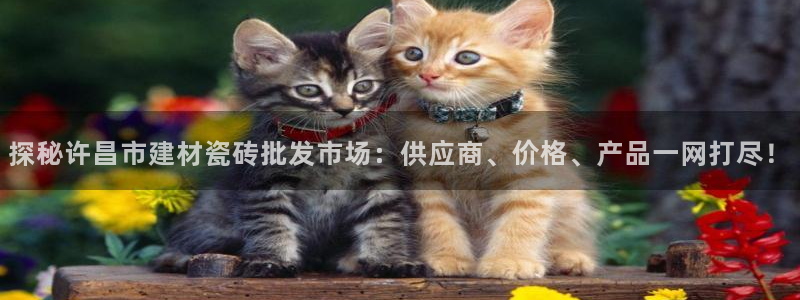 杏鑫平台怎么样知乎