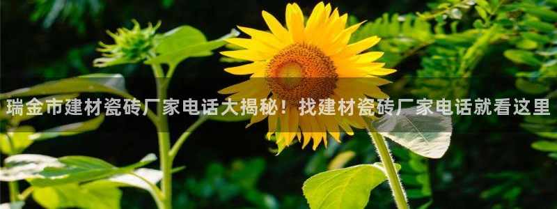杏鑫官方平台怎么样啊